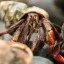 Hermit-Crab-Migration
